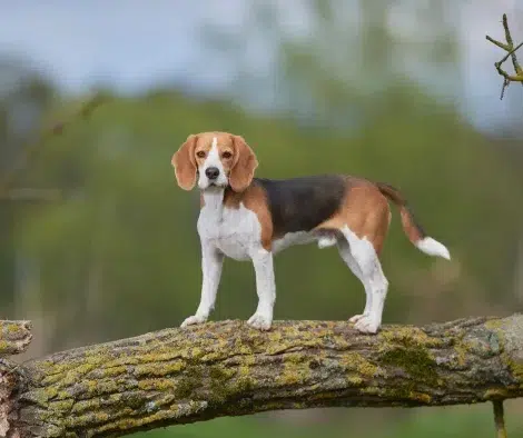 Beagle auf Baumstamm
