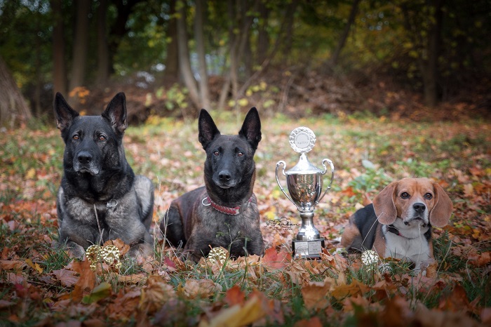 bild-hundesportverein-erfurt