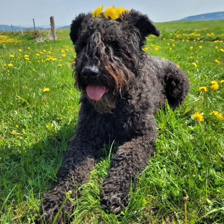 BlindenführHundeschule & Tierpension Tannenhof - bild tannenhofeifel