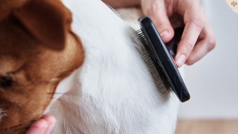 Kurzhaar Fellpflege Jack Russel