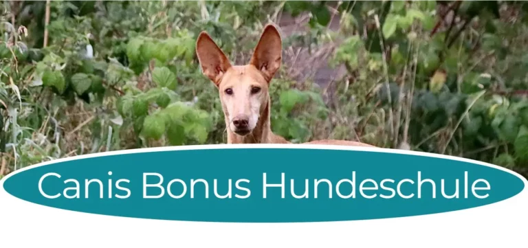Canis Bonus Hundeschule - canis bonus hundeschule header