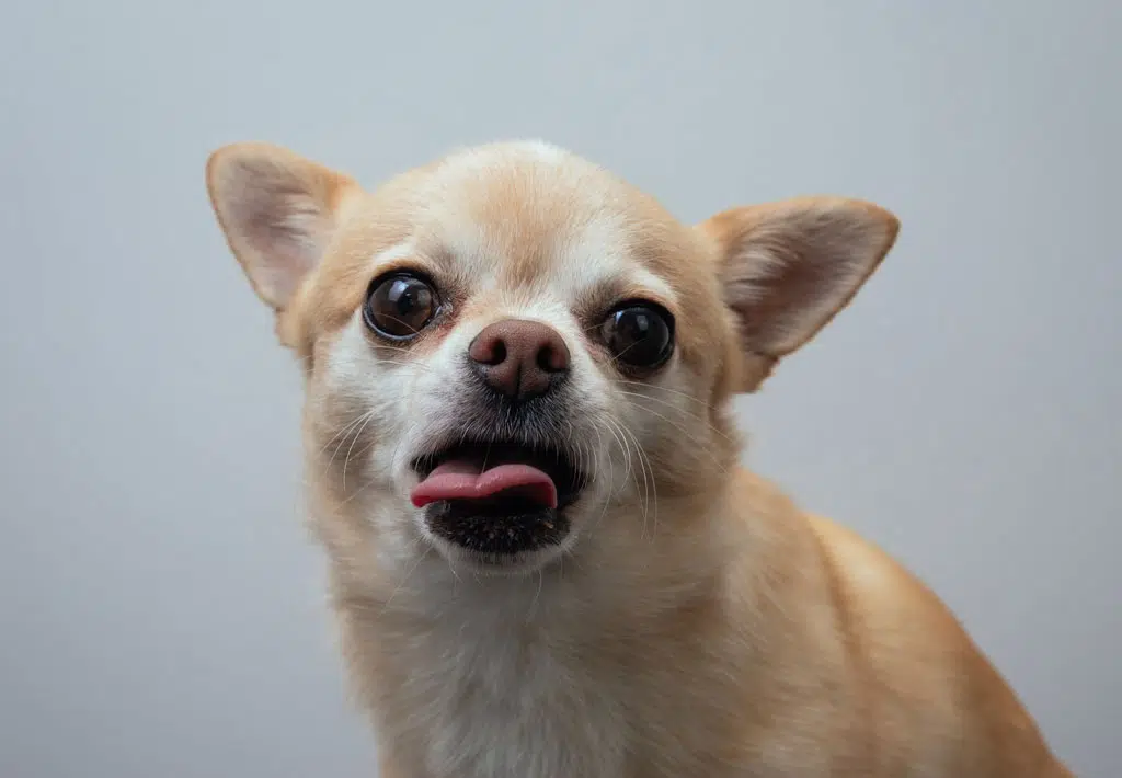 chihuahua zunge