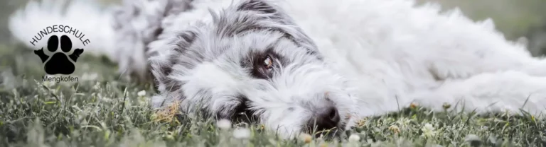 Diane Bartlog - Hundeschule Mengkofen - cropped header diane 4