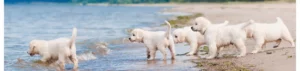 Logo Hundeschule Dog Rules