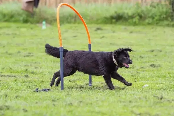 Familydog Reher e.V. - familydog reher