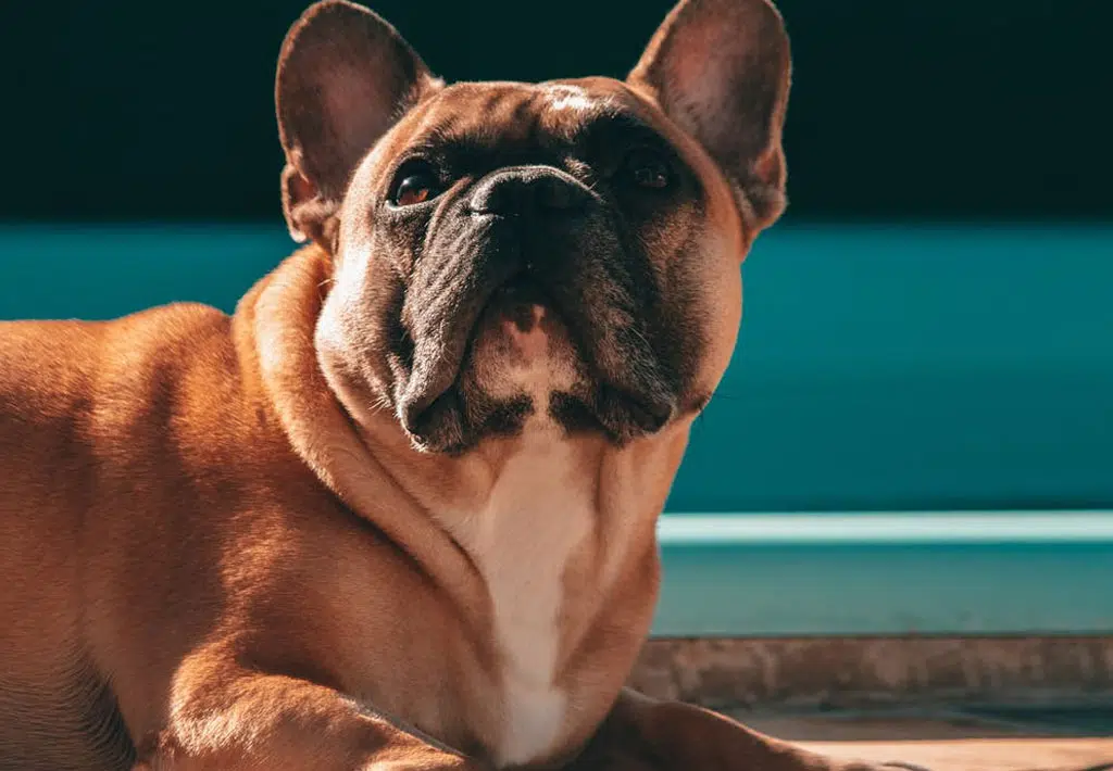 french bulldog liegend