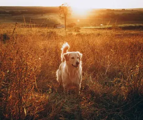 Golden Retriever bei Sonnenaufgang im Feld
