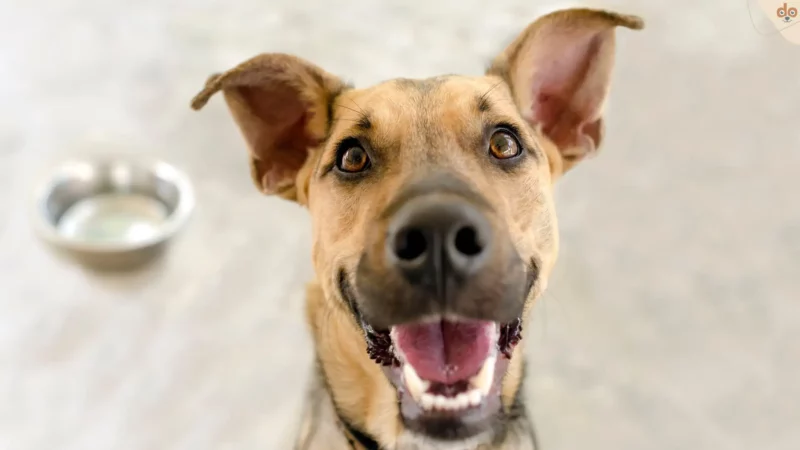 Makro, Mikro, Phyto? Grosser Hundefutter Nährstoffe Ratgeber