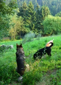 Logo Hunde-Farm „Eifel“