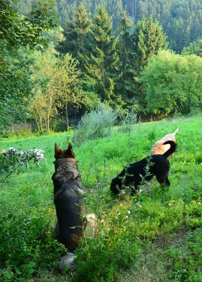 Hunde-Farm "Eifel" - hundefarm eifel