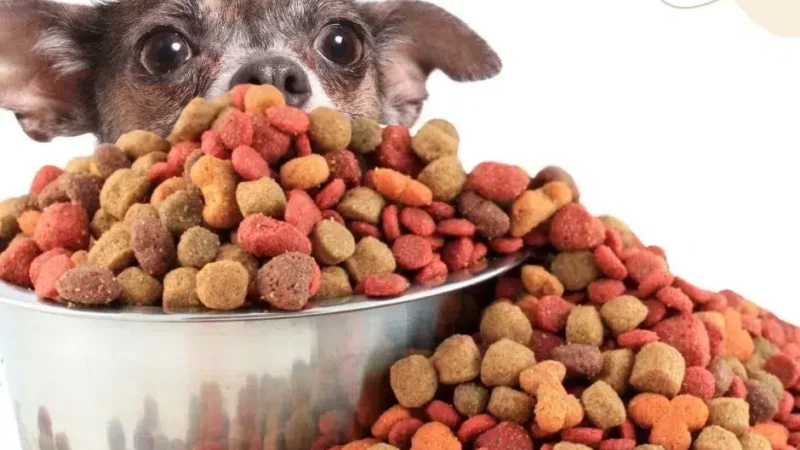Hypoallergenes Hundefutter