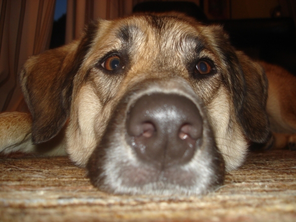 hundeschule-dogs-vellmar-HundFoto1_600x450retusche