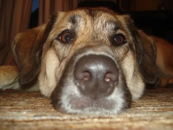 Hundeschule Dogs - hundeschule dogs vellmar