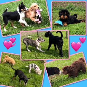hundeschule-hundeplus-image