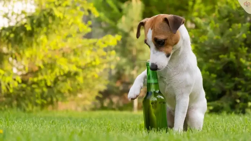 Darf ein Hund Alkohol trinken?