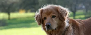 Logo KÄSTL „Die Hundeschule“