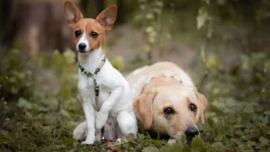 Logo Mika Hundetraining