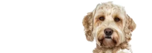 Logo NeHo Hundetraining