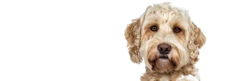 NeHo Hundetraining - neho hundetraining header