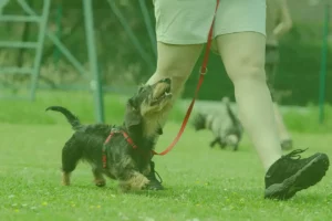 Logo NoseDogs