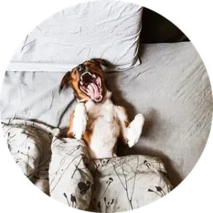 Logo Hundeschule RehabiliTiere
