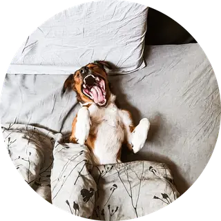 Hundeschule RehabiliTiere - rehabilitiere image