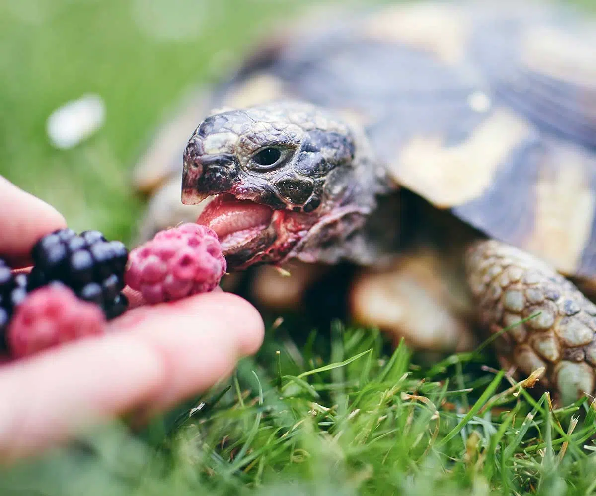 schildkroete.jpg