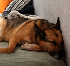 Sirius Hundetraining - sirius hundetraining image