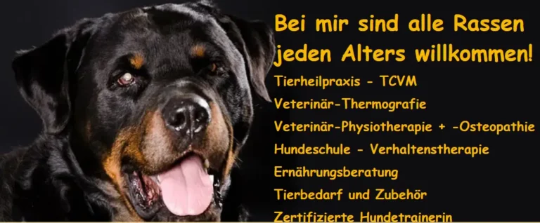 Socanis Tierphysiotherapie - socanis hundeschule heike fassl
