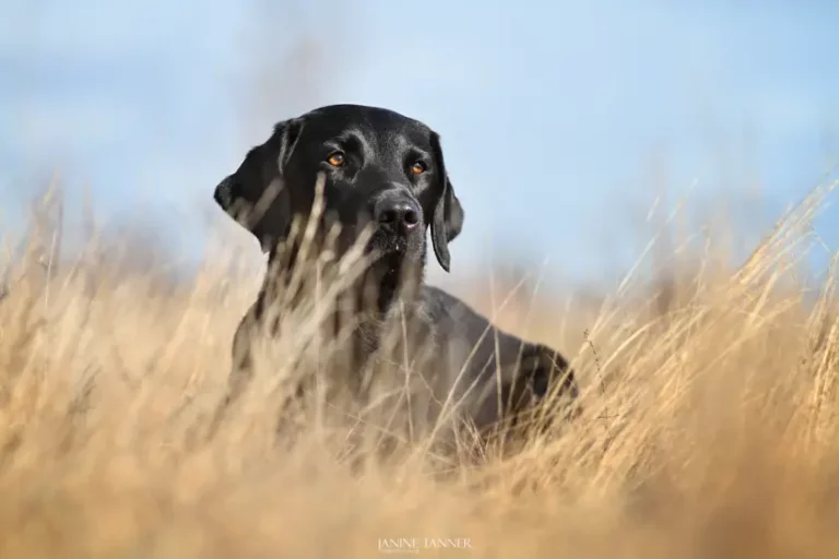 SOKO Hund - soko hund header