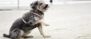Logo Soundofdogs