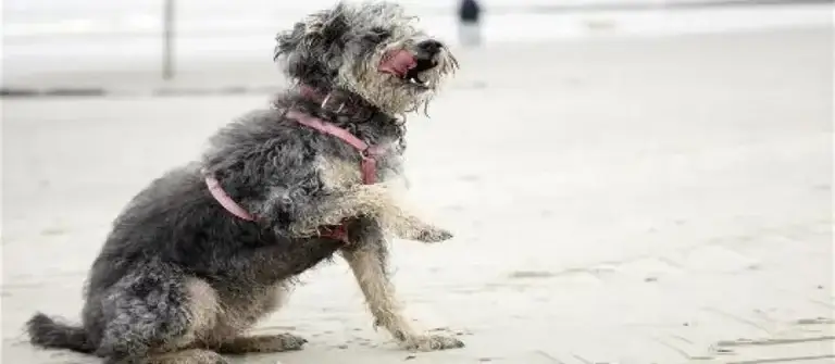 Soundofdogs - sound of dogs header