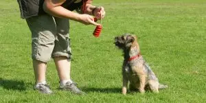 Hundeschule Struppi - struppi co training