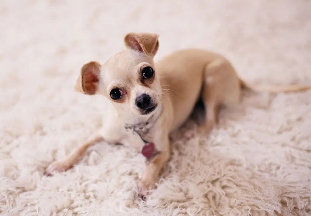 teacup chihuahua