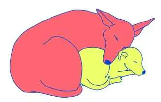 Tierheim Linth - tierheim linth logo