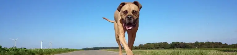 TREUER BEGLEITER Schule für Hund und Halter - treuer begleiter titel