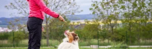 Logo vielfellig Tiertraining