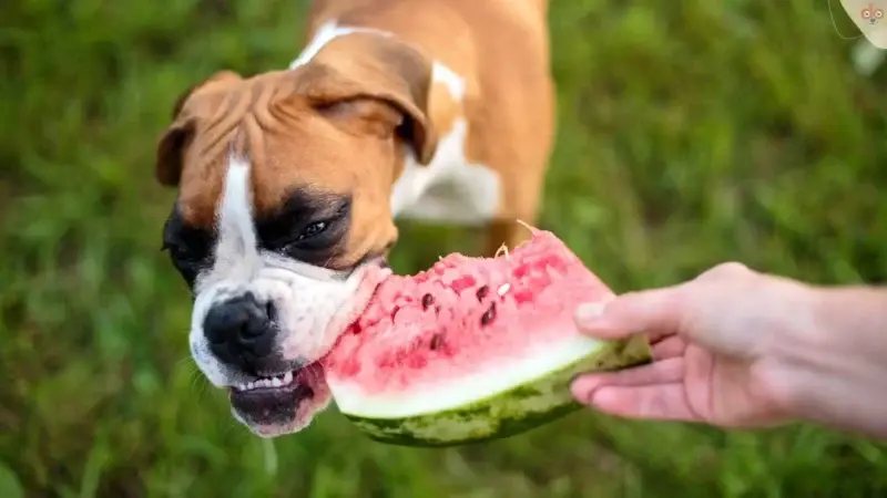 Darf ein Hund Melone fressen? 5 Sorten im Überblick