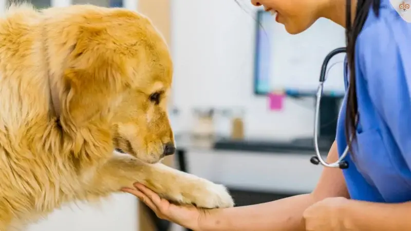 Gibt es bei Hunden auch Linkshänder und Rechtshänder?
