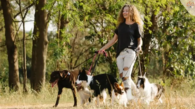 Wie weit dürfen Hunde laufen?
