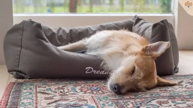 Wie viel schlafen Hunde?