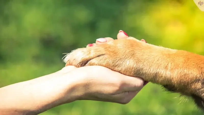 Wie ist der Mensch auf den Hund gekommen?