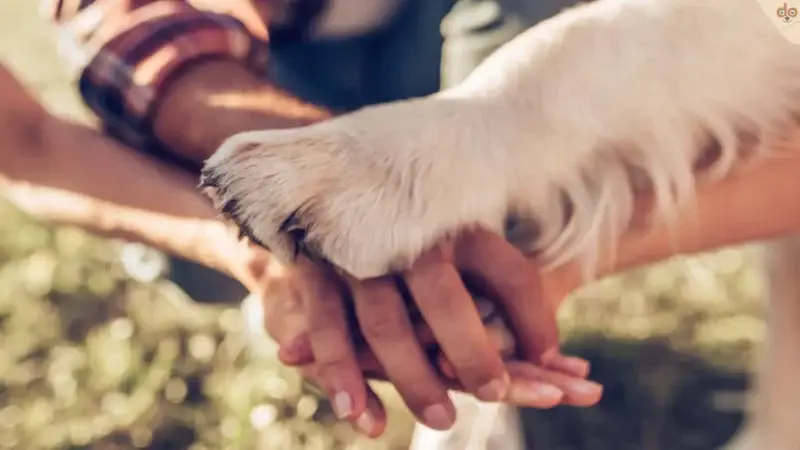 Wahrnehmung von Menschen durch den Hund