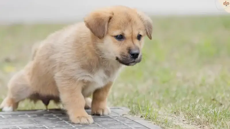 Hund uriniert nicht – was tun?