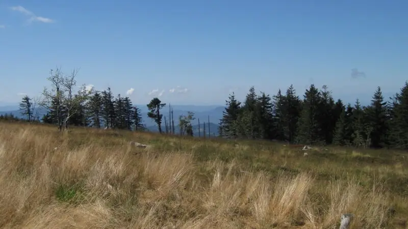 Baden - Achern Baden Wuerttemberg Deutschland Hochmoor Hornisgrinde Nationalpark Schwarzwald Nordschwarzwald Ruthard Hambrecht Weg Foto Lividus 01