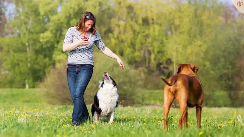 Dogdancing