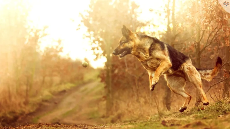 Flyball