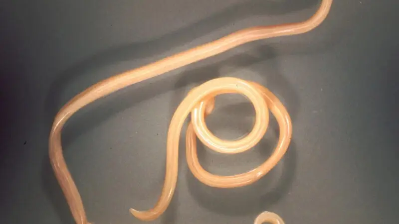 Endoparasiten