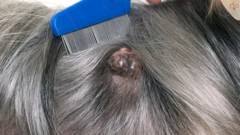 Tumor