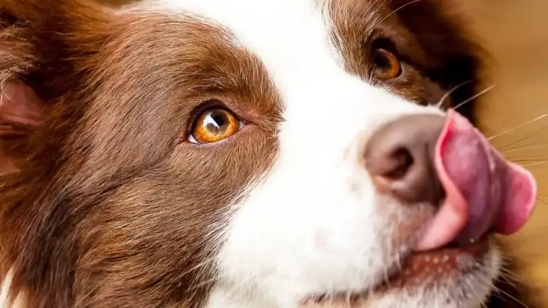 Hund leckt sich am After, was tun?